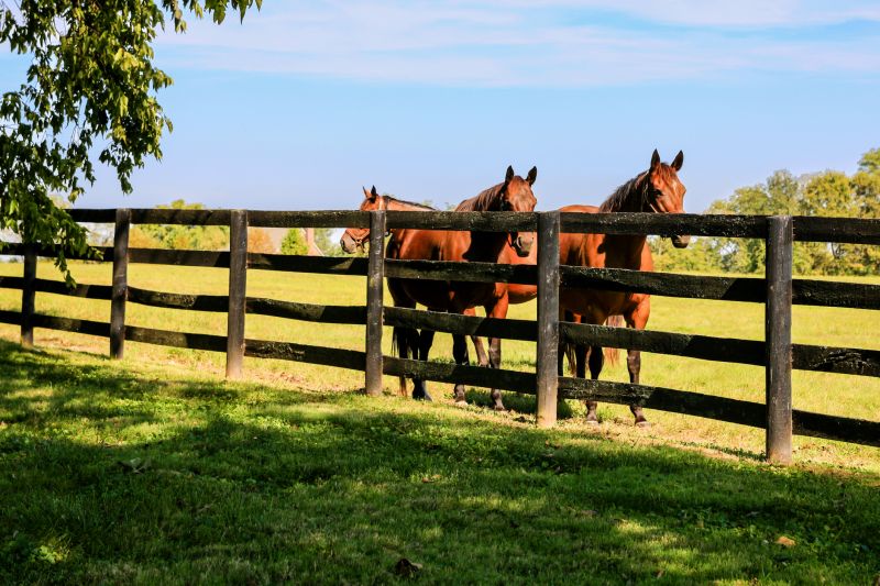 Equine Fence Installation in Pearland, TX